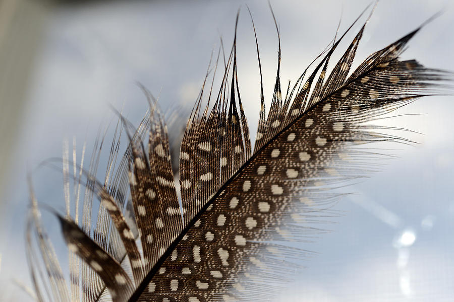 Feather Left Behind Photograph by Wanda Brandon