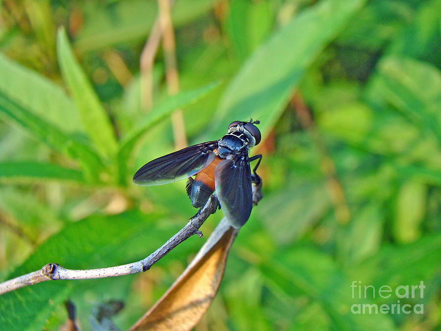 Feather-legged Fly - Trichopoda pennipes Photograph by Carol Senske