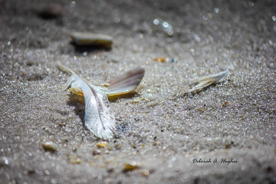 Sea Shells Photograph - Feather Light by Deborah Hughes Sea Shells Photograph - Feather Light by Deborah Hughes