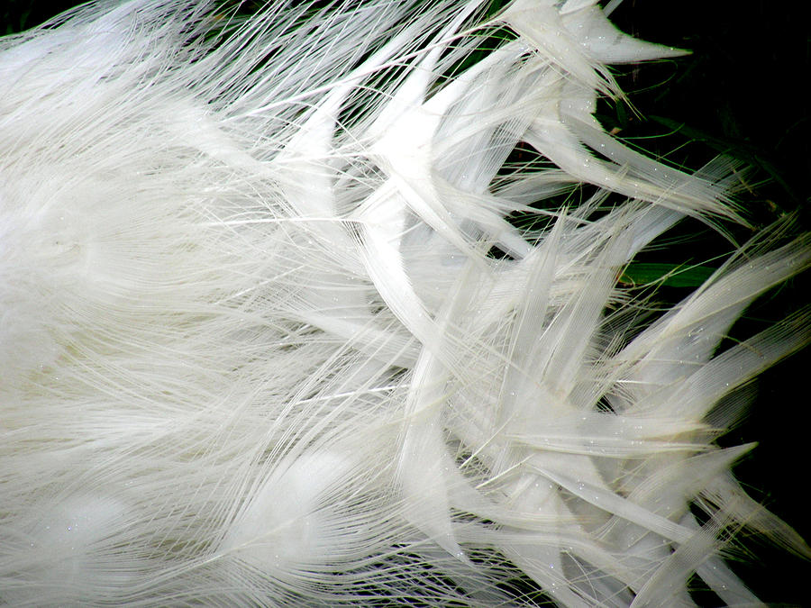 Feather Light Photograph by Jean Wolfrum