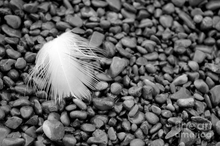 Feather Monotone Photograph by A K Dayton