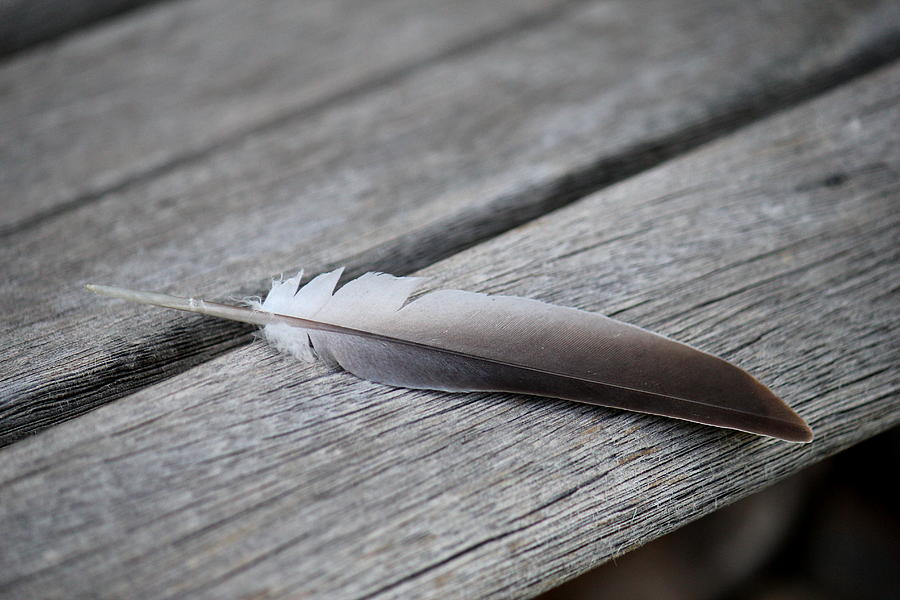 Feather On Bench Photograph by Trent Mallett