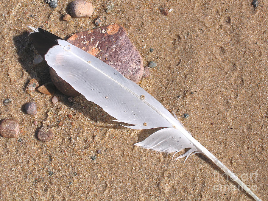 Feather On Damp Sand Photograph