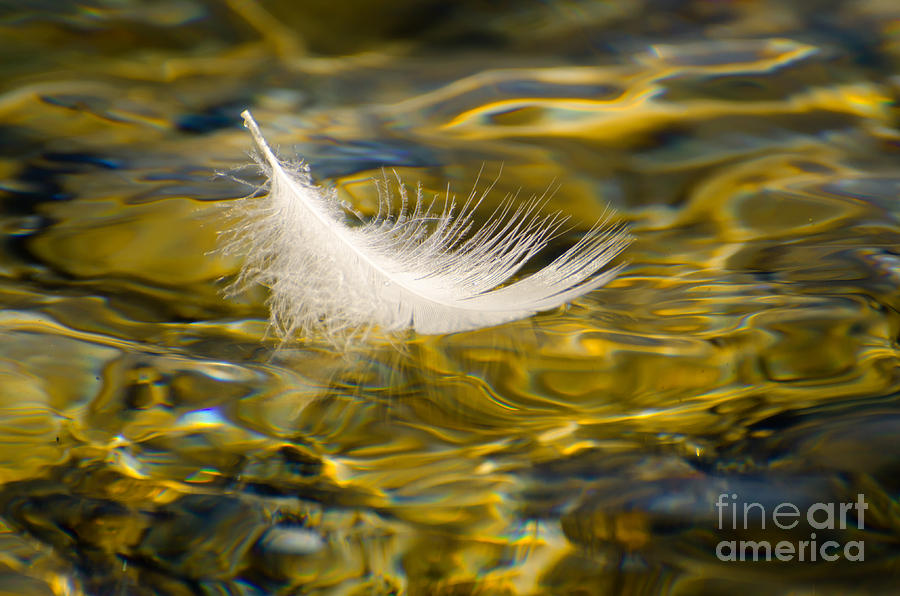 Feather Still Life Photograph - Feather on golden water by Mats Silvan