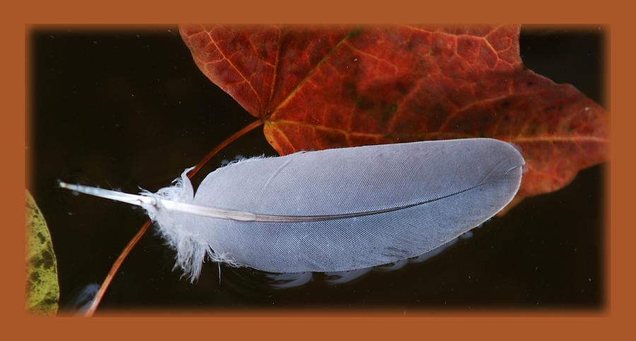 FEATHER ON LEAVES IN A POND No.1 Photograph by Janice Adomeit