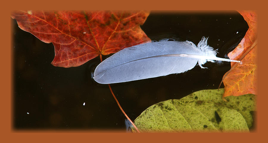 FEATHER ON LEAVES IN A POND No.2 Photograph by Janice Adomeit