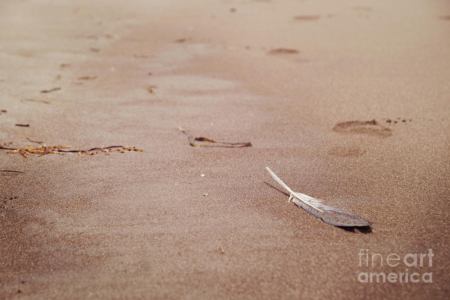 Feather On Sand Photograph