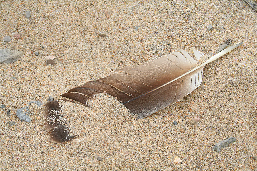 Feather on the Beach Photograph by Bob and Jan Shriner