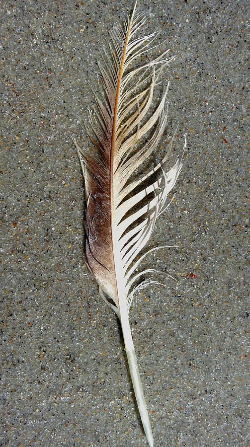 Feather on the Beach Digital Art by Patricia Januszkiewicz