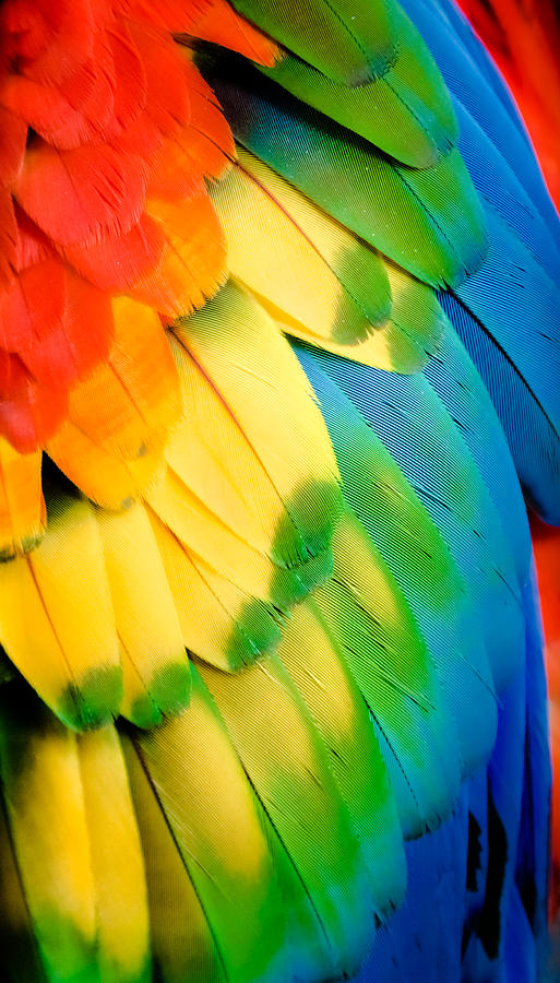 Primary Colors Photograph - Feather Rainbow by Karen Wiles