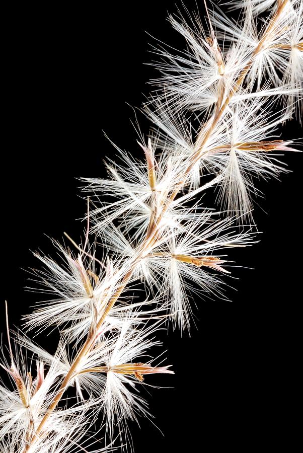 Feather Still Life Photograph - Feather Reed Grass by Jim Hughes