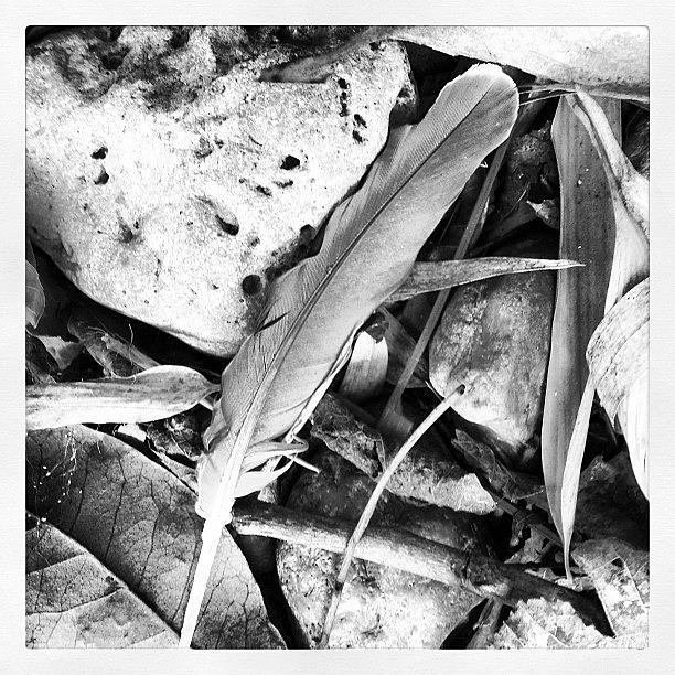 Feather Still Life Photograph - #feather #rocks #blackandwhite by Greta Olivas