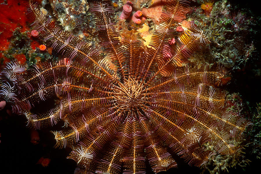 Feather Star Photograph by Newman & Flowers
