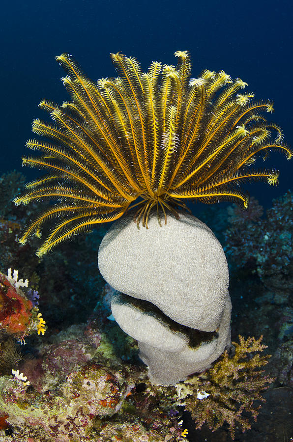 Feather Star On Rainbow Reef Fiji Photograph by Pete Oxford