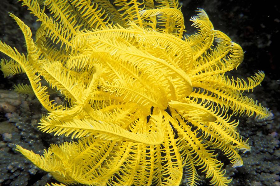 Feather Star Or Crinoid Photograph by Newman & Flowers