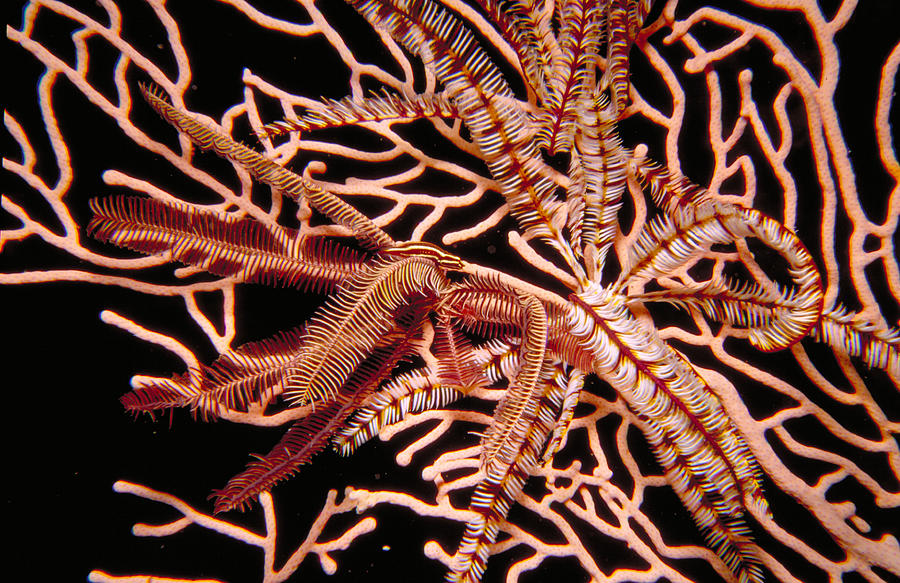 Feather Star With Clingfish Photograph by Newman & Flowers