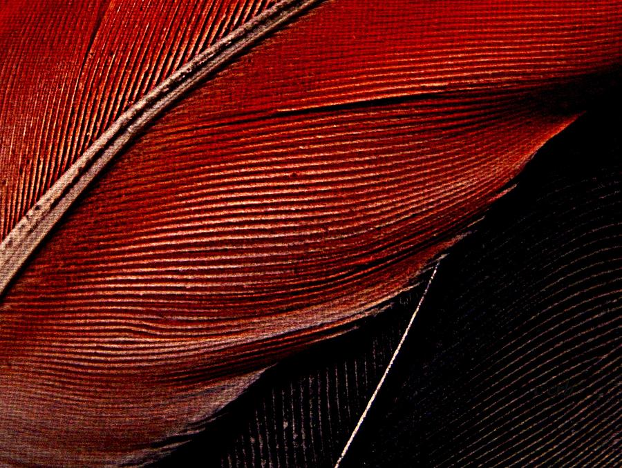 Nature Photograph - Feather Study by Chris Berry