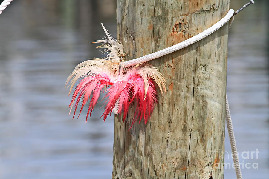 Feather Photograph - Feather Tackle and Post by Cathy Lindsey