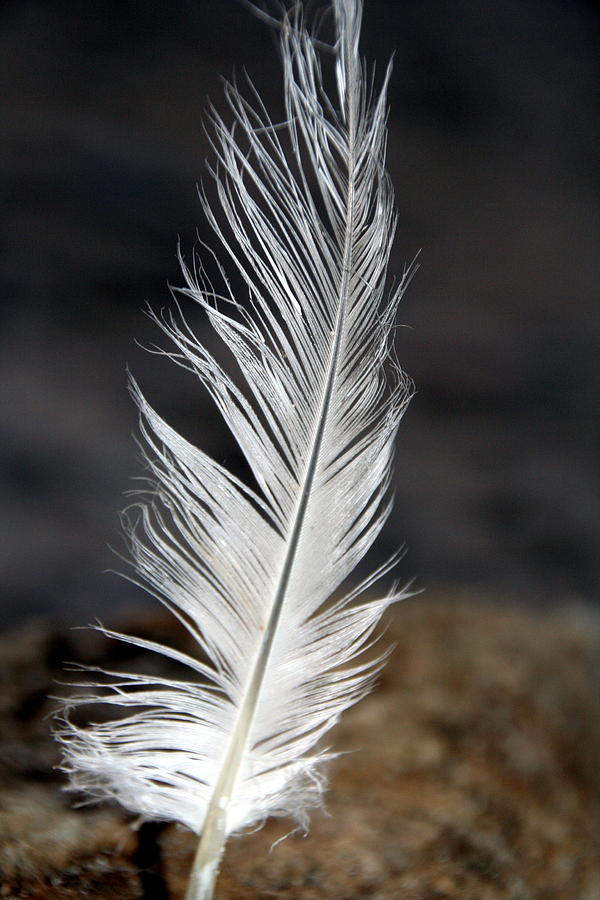 white Lake Erie Seagull Feather  Photograph by Valerie Collins