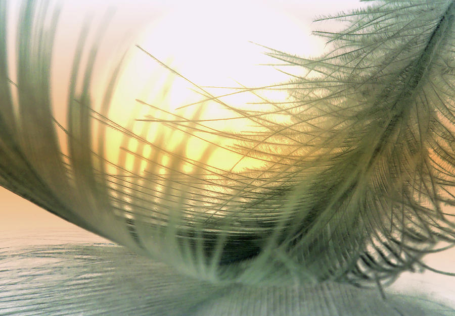 Feather With Sunset Photograph by Martin Hardman