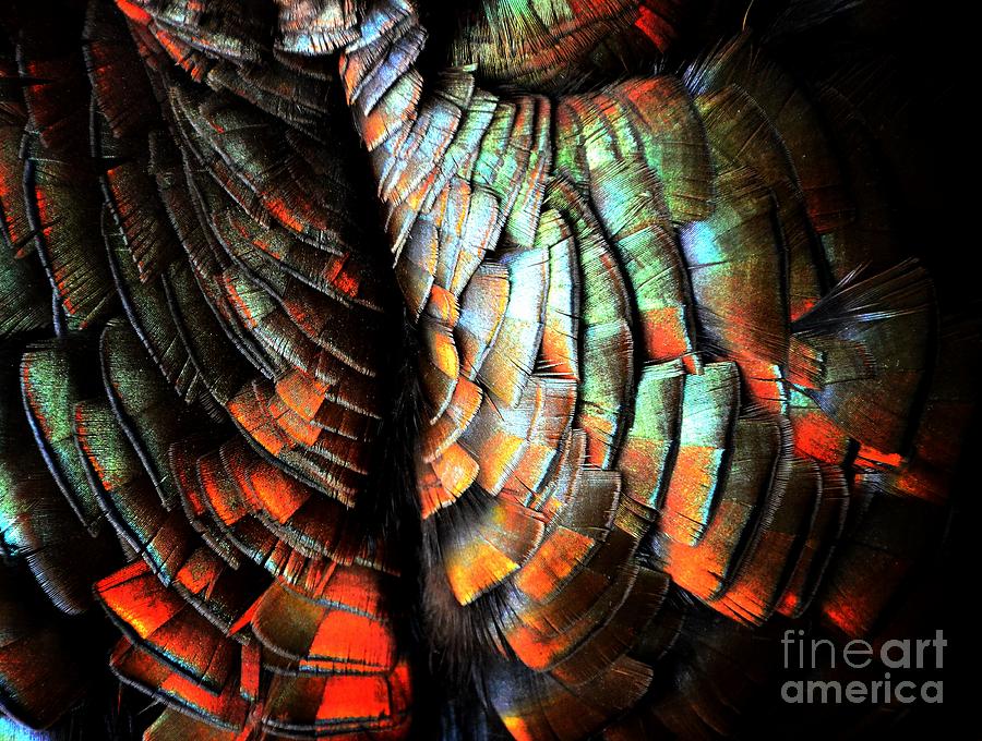 Feathered Abstract Photograph by Newel Hunter