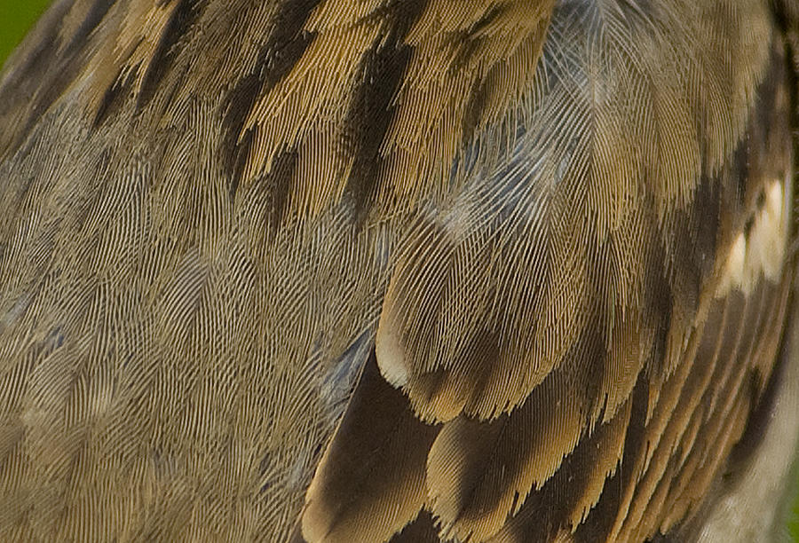 Feathered Abstract Photograph by Sarah McKoy