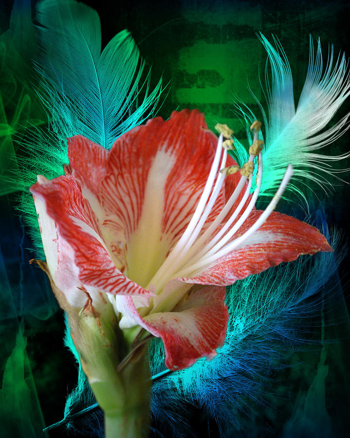 Flower Photograph - Feathered Amaryllis by Rick Friedle