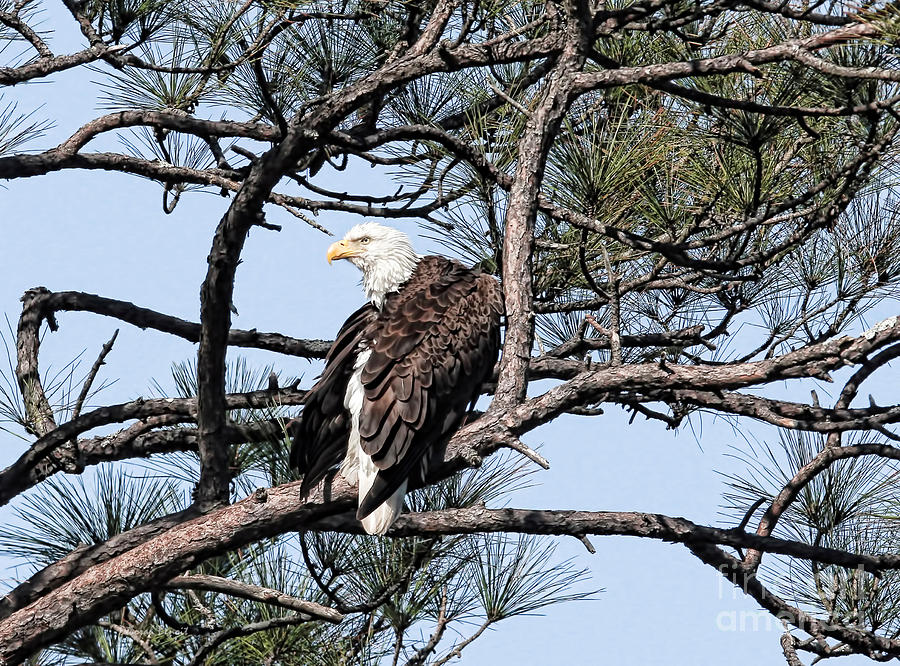 Eagle Photograph - Feathered Beauty by Deborah Benoit
