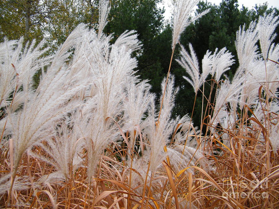 Feathered Fall by Ronda Douglas Feathered Fall by Ronda Douglas