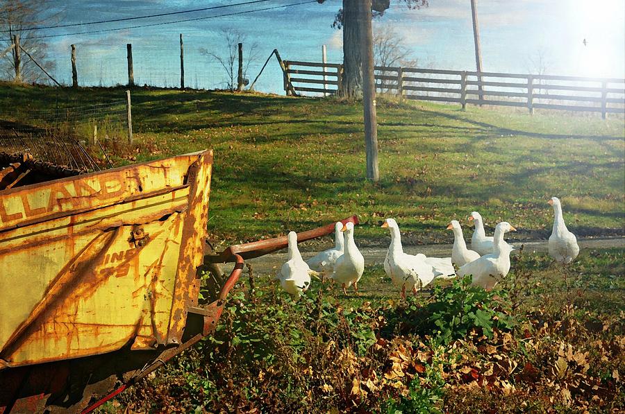 Feathered Farmers Photograph by Diana Angstadt
