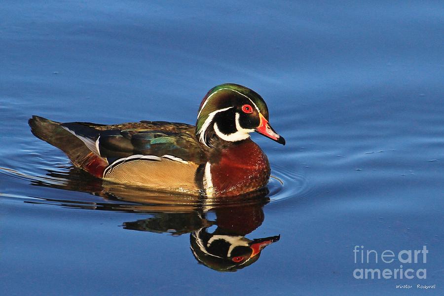 Wood Duck Photograph - Feathered Finery by Winston Rockwell Wood Duck Photograph - Feathered Finery by Winston Rockwell