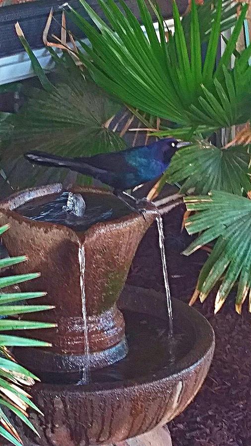 Feathered Fountain  Photograph by Joetta Beauford