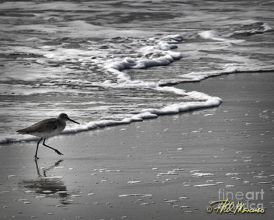 Feathered Friend At The Beach Photograph by Phil Mancuso