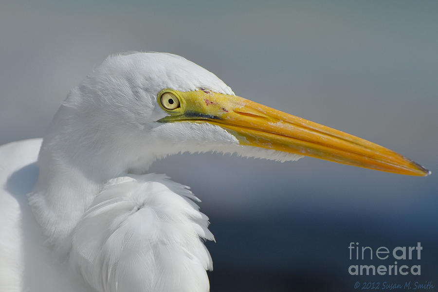 Egret Photograph - Feathered Friend by Susan Smith