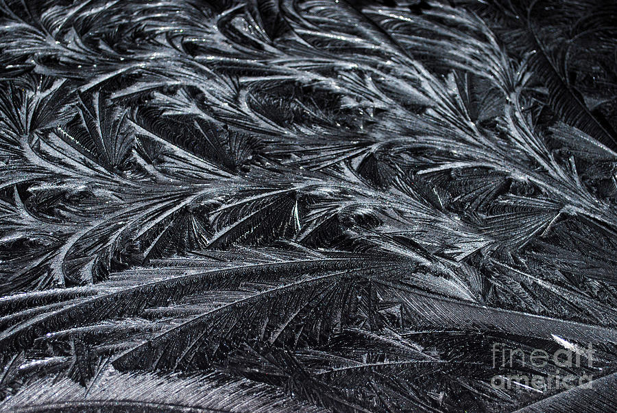 Feathered Ice Photograph by Judy Wolinsky
