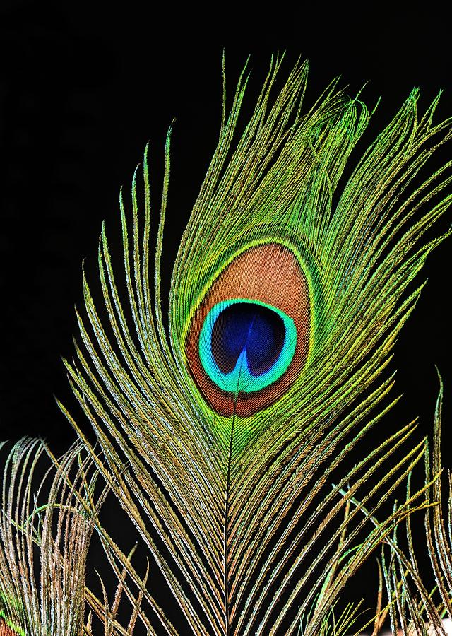 Feather Photograph - Feathered  by JC Findley
