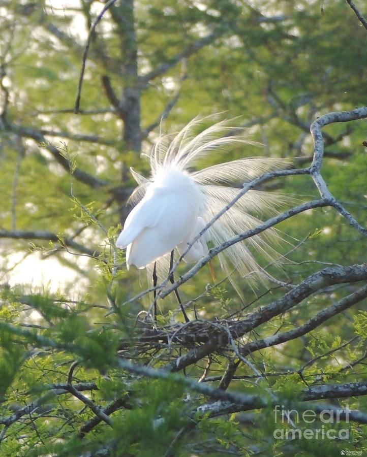 Feathered Photograph by Lizi Beard-Ward - Fine Art America