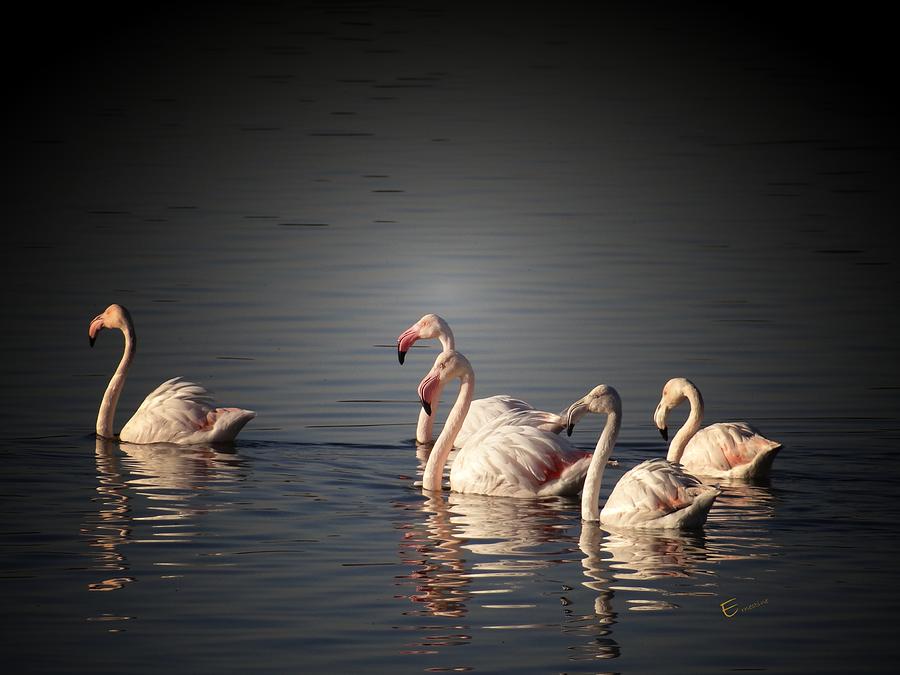 Flamingo Mixed Media - Feathered Melody by Ernestine Manowarda