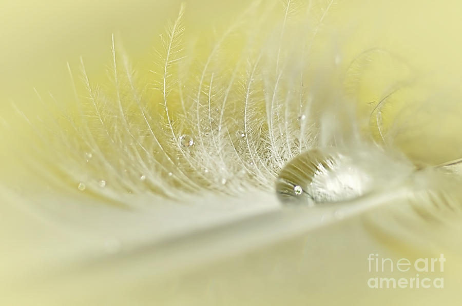 Abstract Photograph - Feathered Softness by Kaye Menner