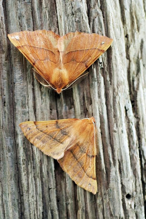 Feathered Thorn Moths Photograph by David Aubrey