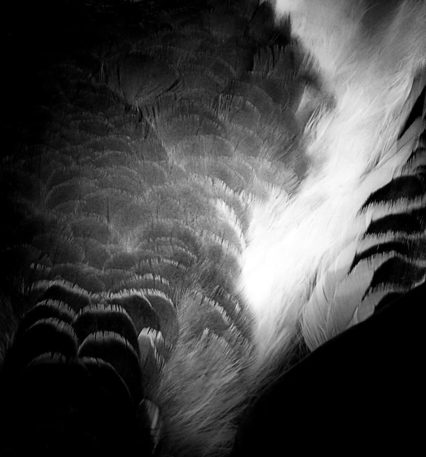 Abstract Photograph - Feathers 1 by Newel Hunter