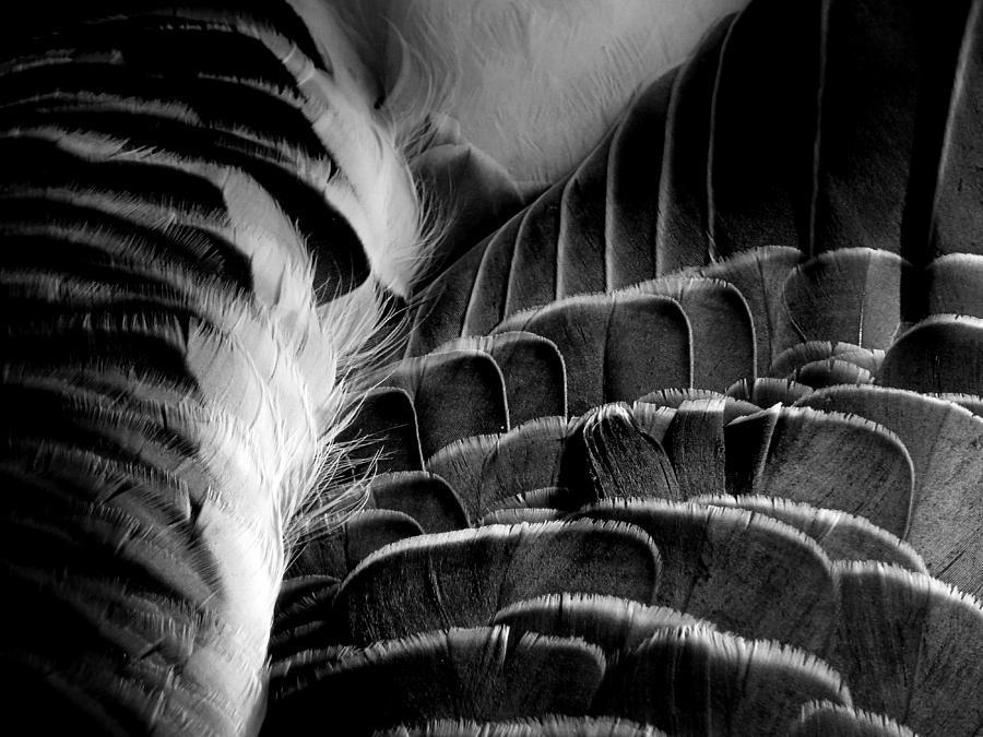 Feathers 5 Photograph by Newel Hunter