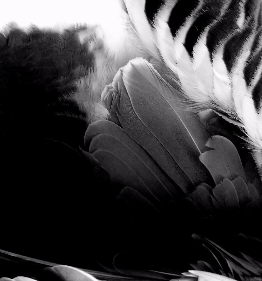 Feathers 6 Photograph by Newel Hunter