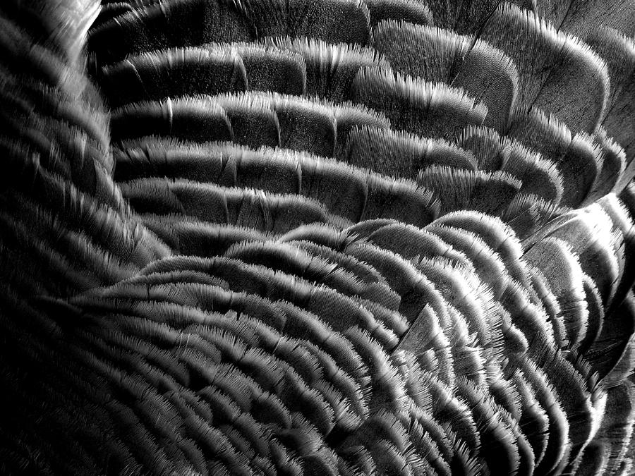 Feathers 8 Photograph by Newel Hunter