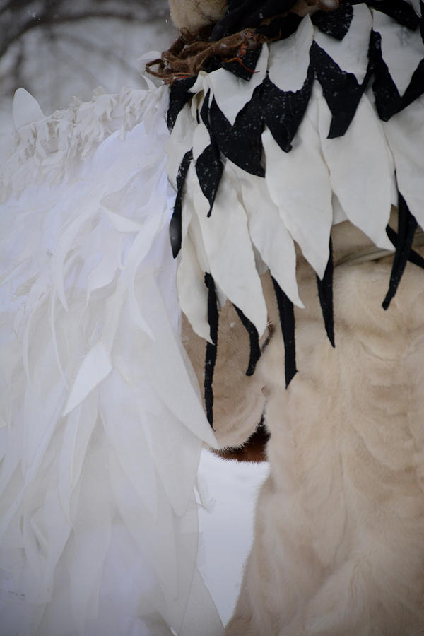 Feathers and Fur Photograph by Ellery Russell