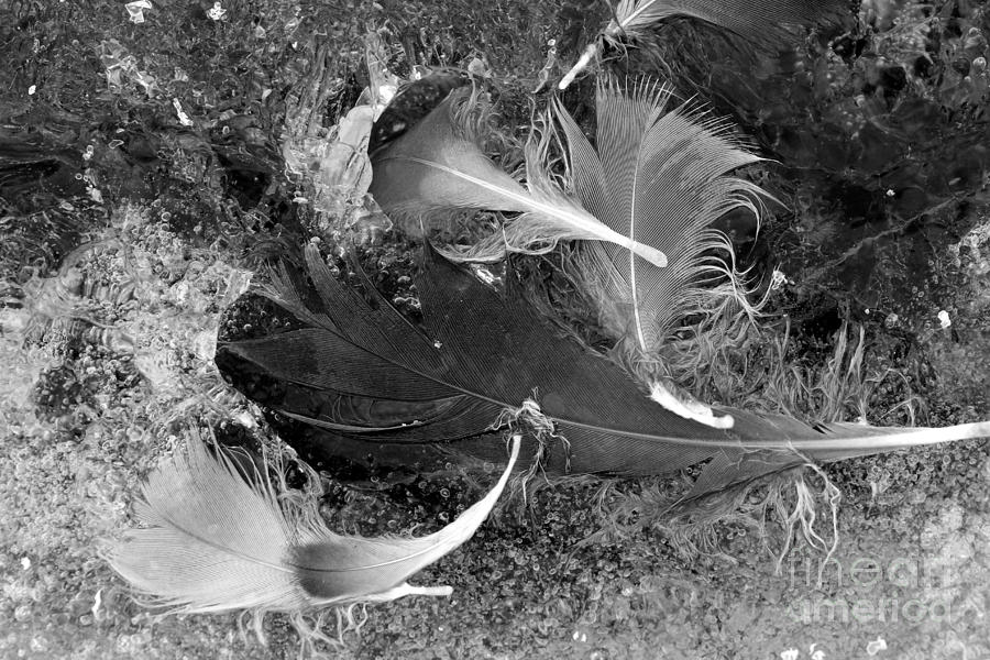 Feathers and Ice Photograph by Rick Rauzi