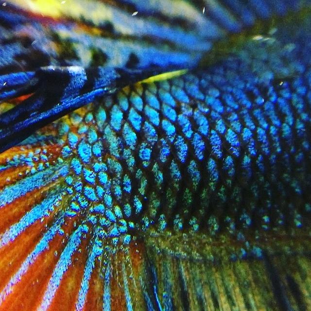 Fish Photograph - Feathers Flaring In Macro by Jennifer Gaida