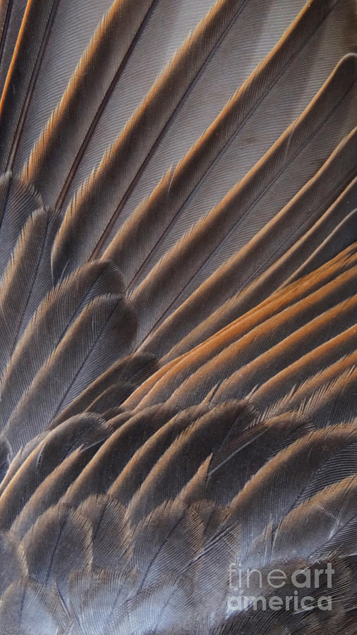 Feathers I Photograph by Pat Miller