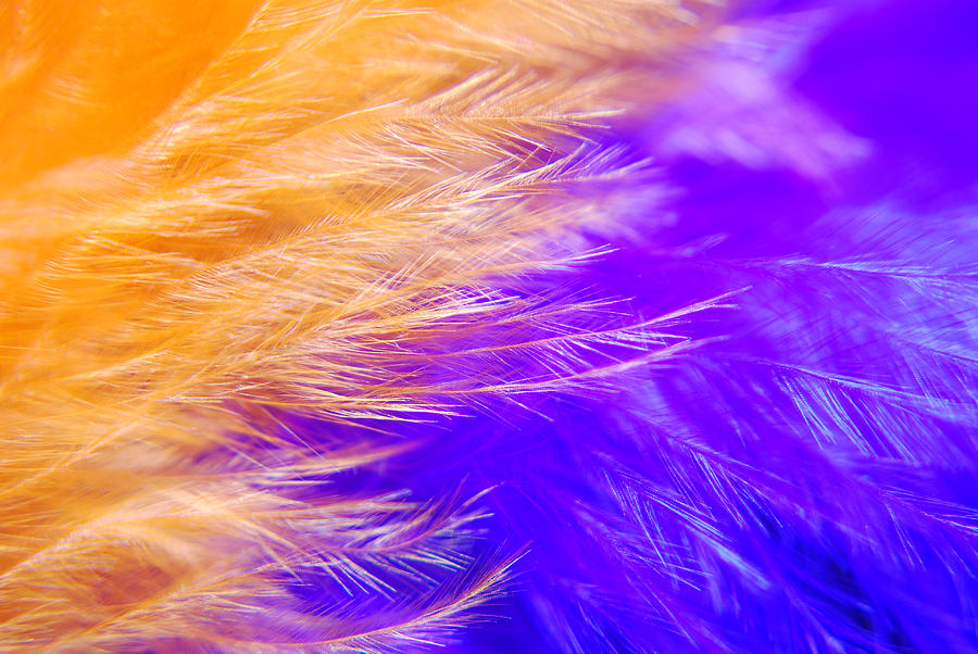 Feathers Photograph by Larah McElroy