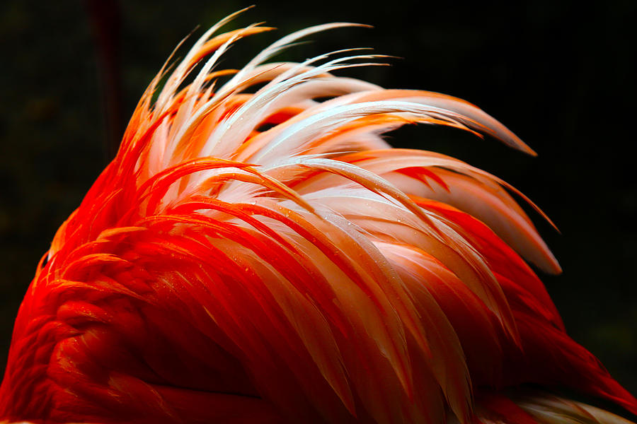 Feathers Photograph by Mitch Cat